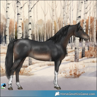 Horse Color:Brown Tobiano Rabicano
