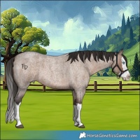 Horse Color:Liver Red Dun Roan Splash 