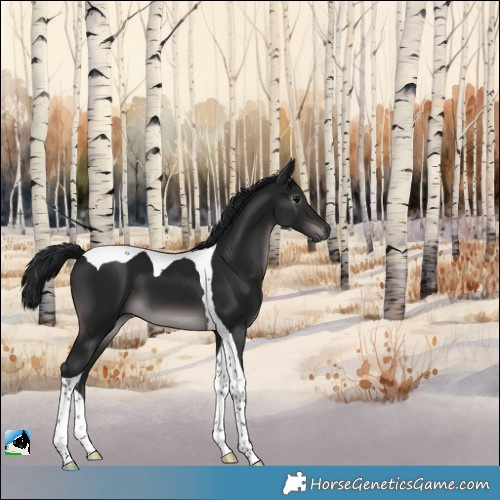 Horse Color:Gray Platinum Brown Tobiano 
