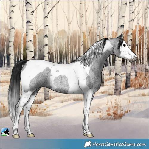 Horse Color:Gray Brown Roan Splash Tobiano 