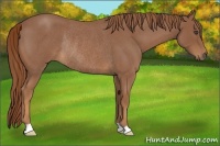 Horse Color:Red Roan Rabicano 