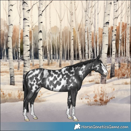 Horse Color:Black Near Leopard Rabicano