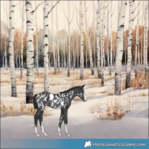 Horse Color:Black Appaloosa Rabicano 