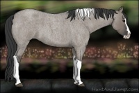 Horse Color:Grullo Roan Splash Tobiano Rabicano