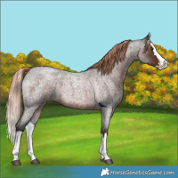 Horse Color:Liver Red Roan Splash 