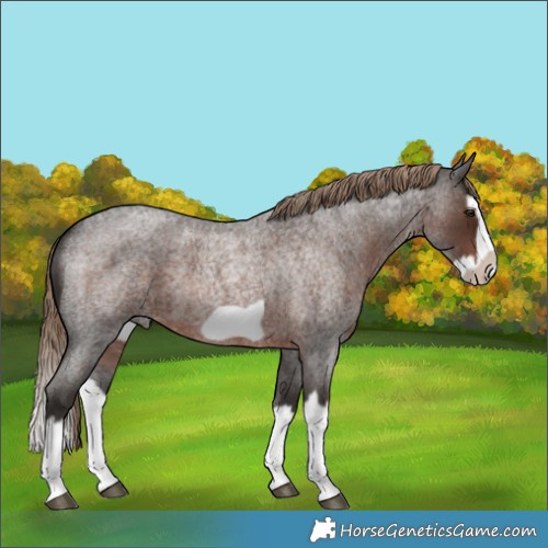 Horse Color:Liver Red Roan Splash Frame 