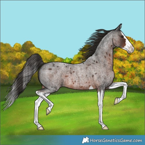 Horse Color:Liver Red Roan Splash 