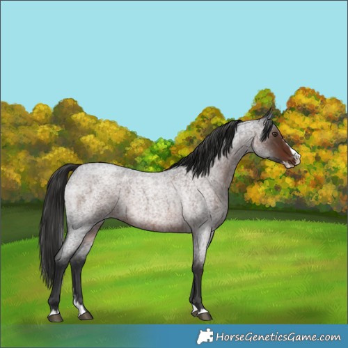 Horse Color:Liver Red Roan Splash 