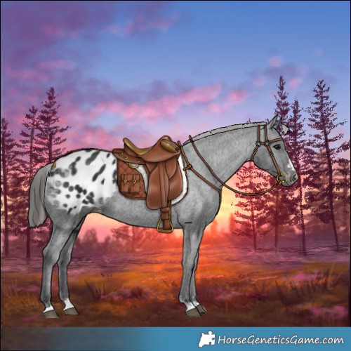 Horse Color:Black Appaloosa Rabicano 