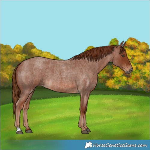 Horse Color:Red Roan 