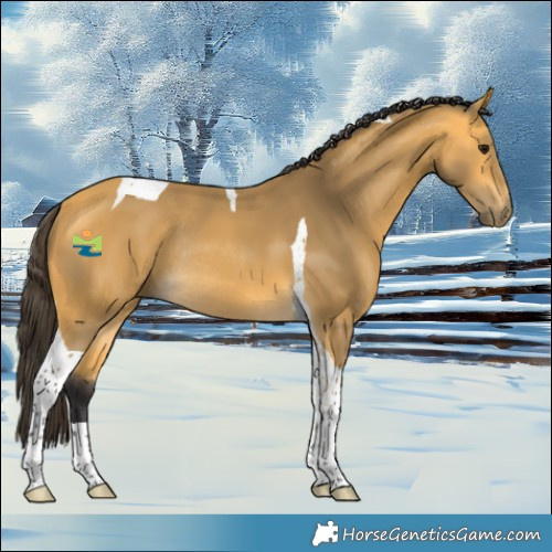 Horse Color:Buckskin Tobiano Rabicano 