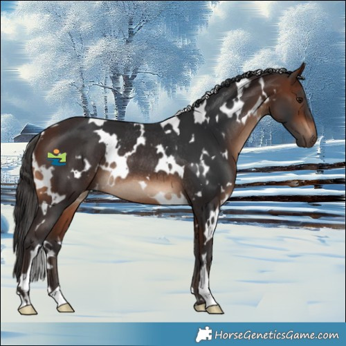 Horse Color:White Spotted Brown Rabicano 