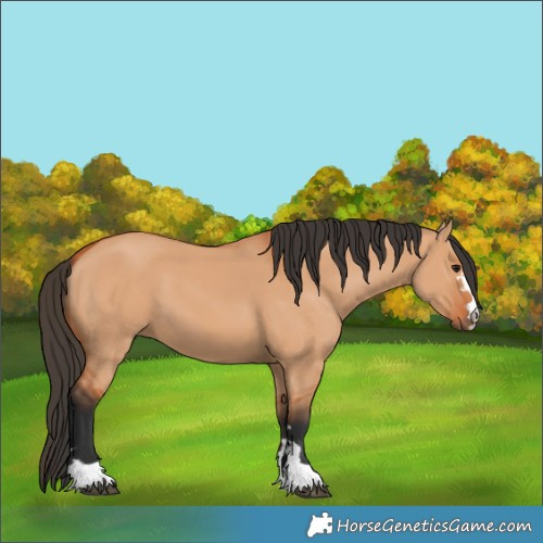 Horse Color:Bay Dun 