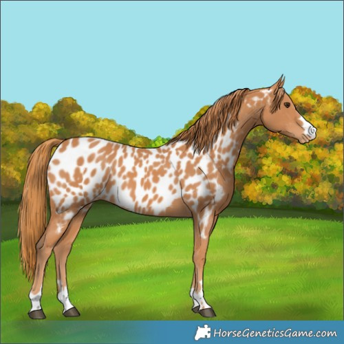 Horse Color:Unknown 