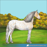 Horse Color:Gray Silver Amber Cream Champagne Roan Dun Splash Tobiano Frame Blanket Rabicano 
