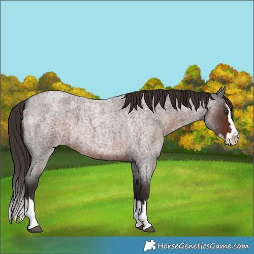 Horse Color:Liver Red Roan Splash 