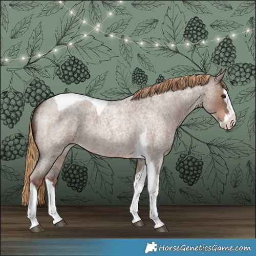 Horse Color:Liver Red Dun Roan Splash Tobiano 