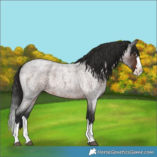 Horse Color:Unknown 