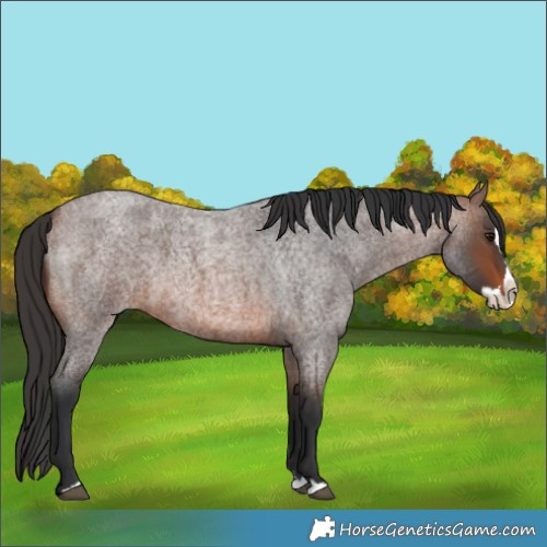 Horse Color:Brown Roan Splash 