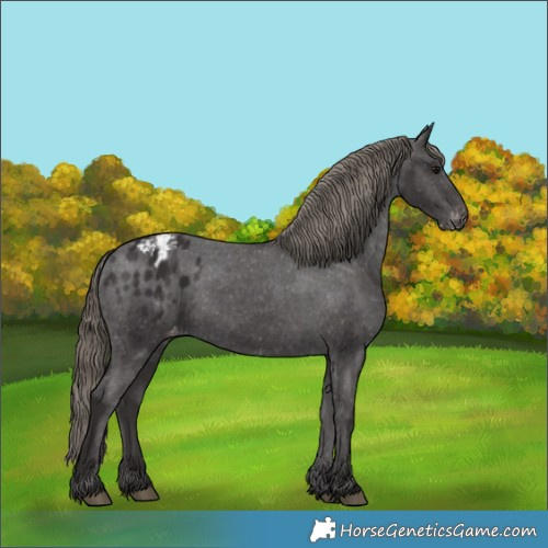 Horse Color:Smoky Black Appaloosa Rabicano