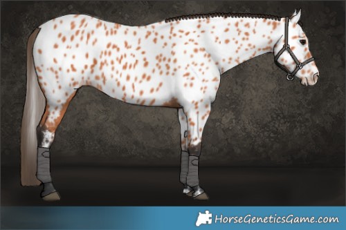 Horse Color:Bay Appaloosa 