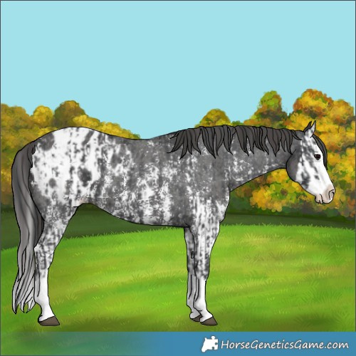 Horse Color:Black Sabino Splash Appaloosa  and Smoky Black Sabino Splash Appaloosa 