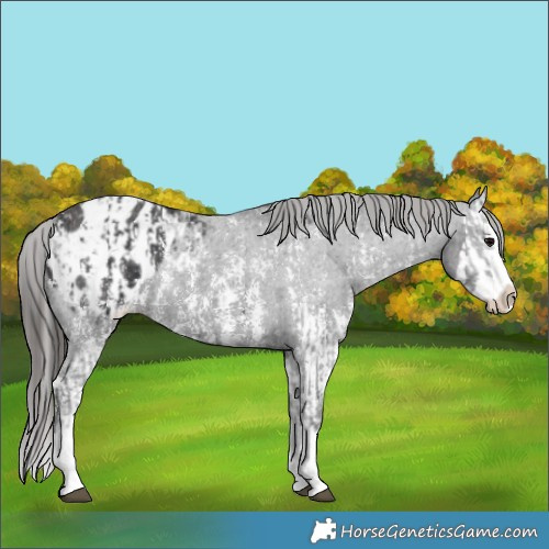 Horse Color:Black Sabino Splash Blanket and Smoky Black Sabino Splash Blanket