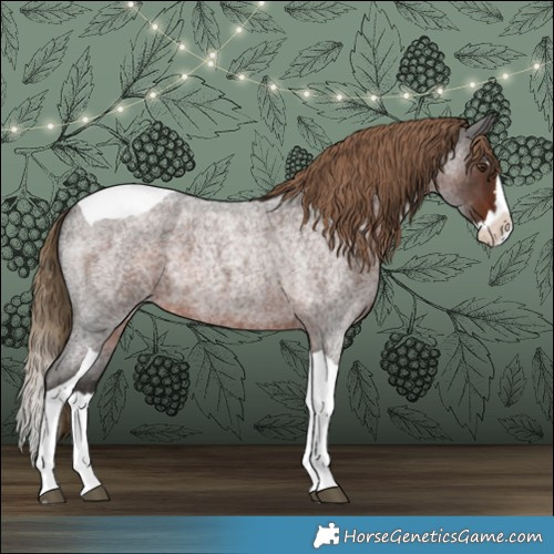 Horse Color:Liver Red Roan Splash Tobiano 