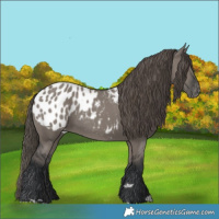 Horse Color:Grullo Appaloosa