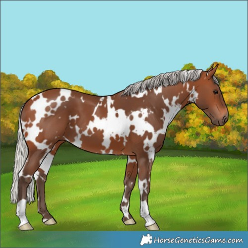 Horse Color:White Spotted Silver Brown 