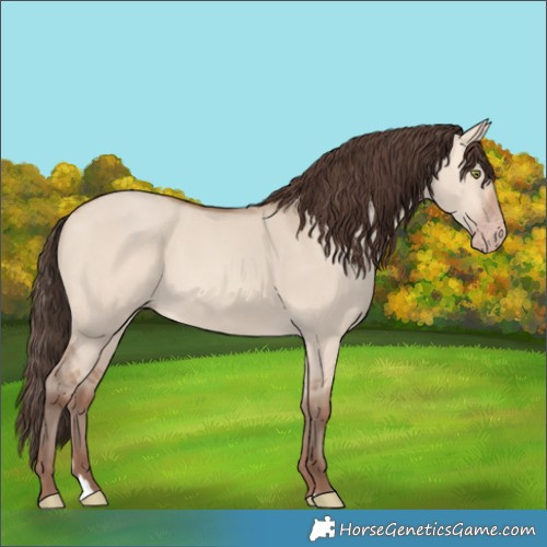 Horse Color:Amber Champagne Dun 