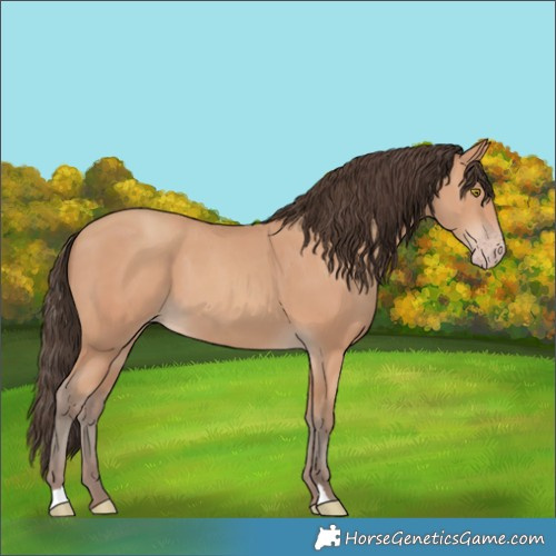 Horse Color:Amber Champagne 