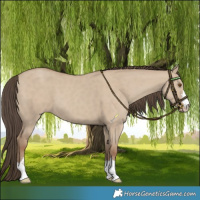 Horse Color:Classic Champagne Dun 