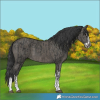 Horse Color:Black Tobiano  and Grullo Splash 