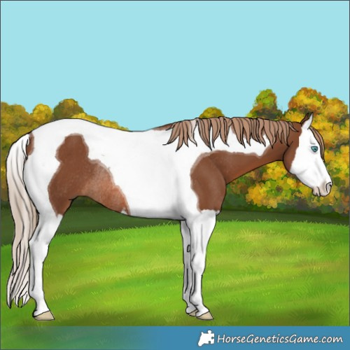 Horse Color:Chestnut Splash Tobiano Rabicano 