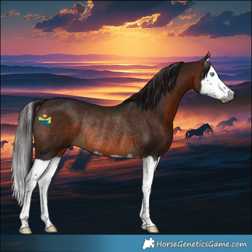 Horse Color:Gray Bay Splash Rabicano 