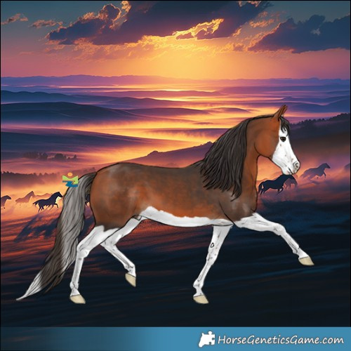 Horse Color:Bay Splash 
