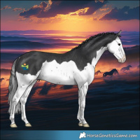 Horse Color:Black Splash Rabicano 