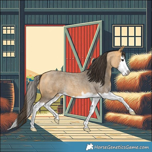 Horse Color:Buckskin Roan Splash 