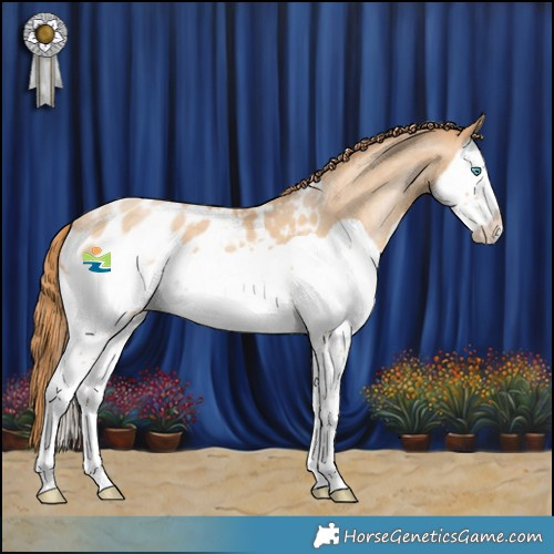 Horse Color:Buckskin Snowdrop Splash Appaloosa 