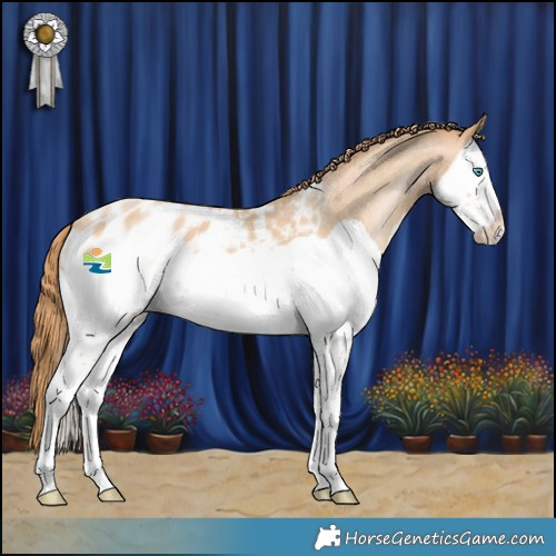Horse Color:Buckskin Snowdrop Splash Appaloosa 