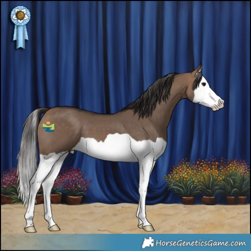 Horse Color:Bay Dun Splash 