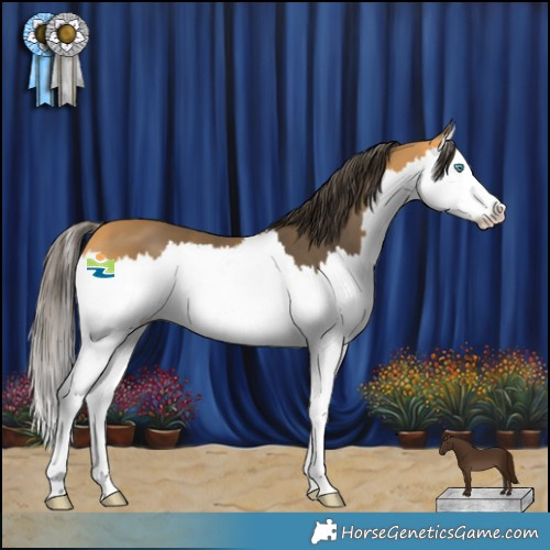 Horse Color:Buckskin Splash 