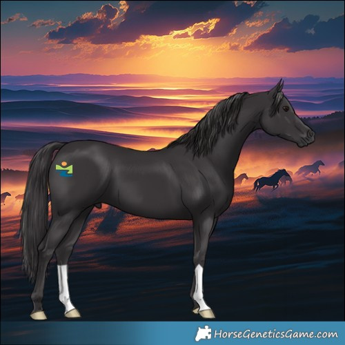 Horse Color:Smoky Black 