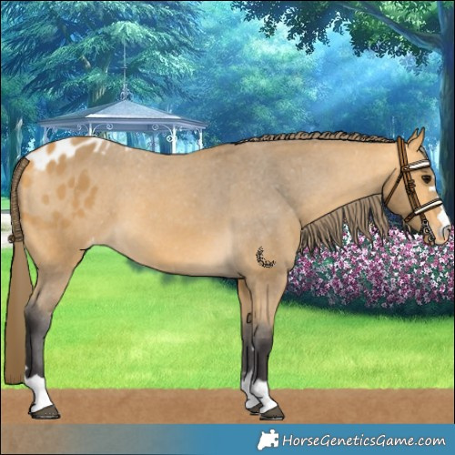 Horse Color:Buckskin Skewed Appaloosa 