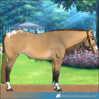 Horse Color:Buckskin Skewed LP Spotted 