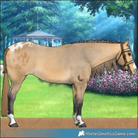 Horse Color:Buckskin Skewed LP Spotted