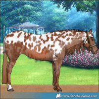 Horse Color:Chestnut Skewed LP Spotted