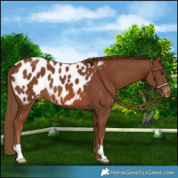 Horse Color:Chestnut Blanket