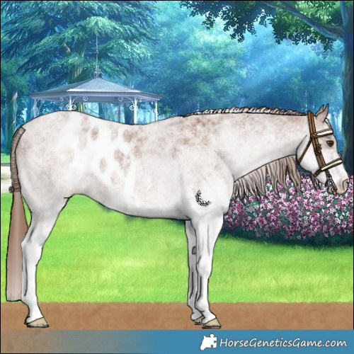 Horse Color:White Spotted Chestnut Skewed LP Spotted 